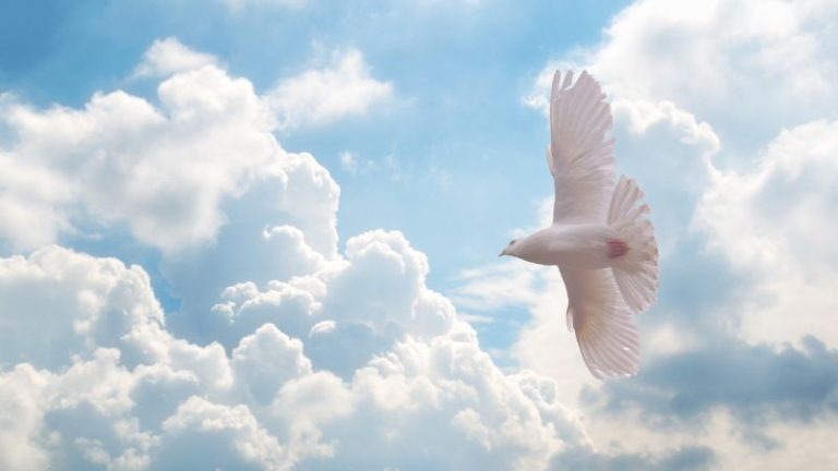 Dream Meaning of Doves