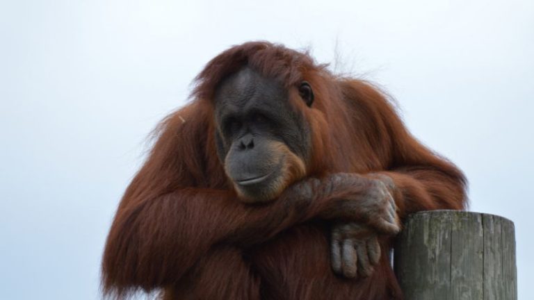 Dream of Orangutan: What Does It Mean?