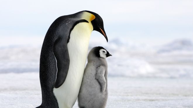 Penguin Dream Meaning & interpretation