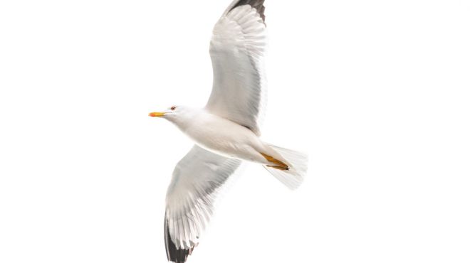 Seagull Dream Meaning: Interpretation and Meaning