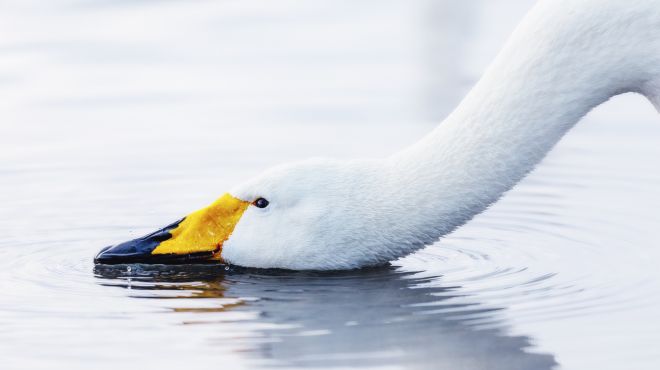 Dream about Swan: Meaning and Symbolism