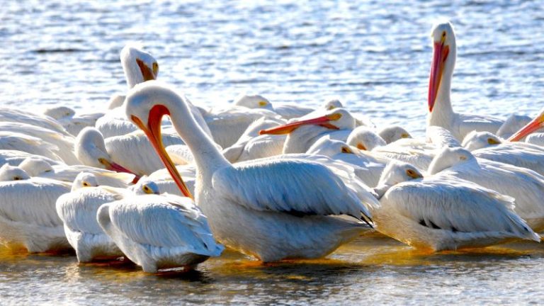 Dreaming of Pelicans: Meaning