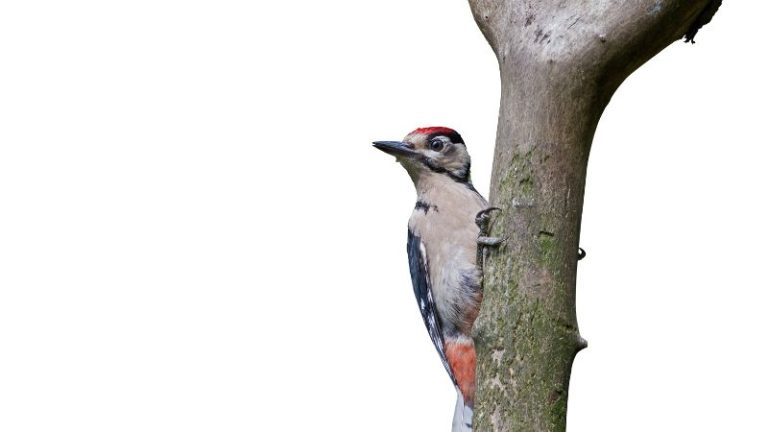 Dreaming of Woodpeckers: What Does the Dream Mean?