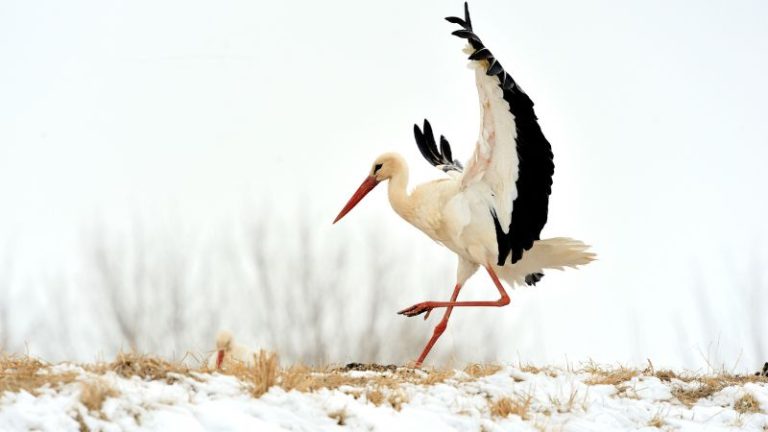 Stork Dream Meaning