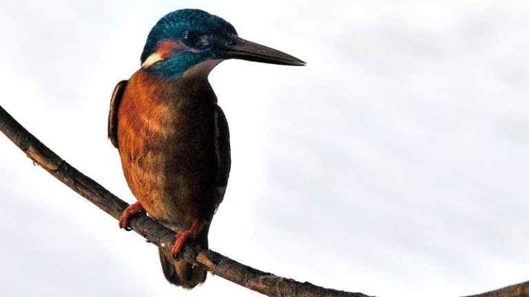 Dreams About Kingfishers