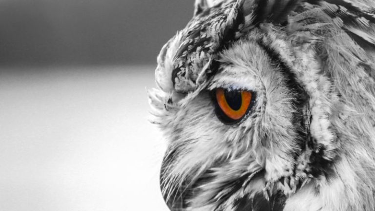 Dreams About Owls: What Do They Mean?