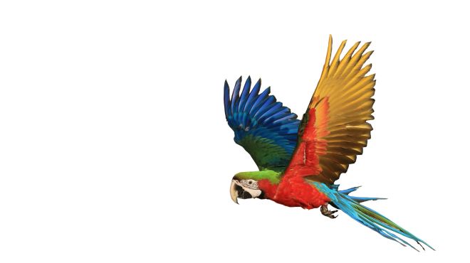 Parrot Dream Meaning