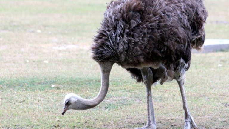 Dreams About Ostrich: What Does It Mean?