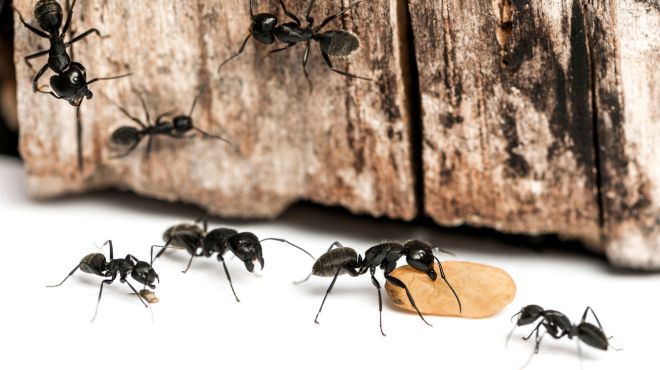 Dream About Ants: What Does it Mean?