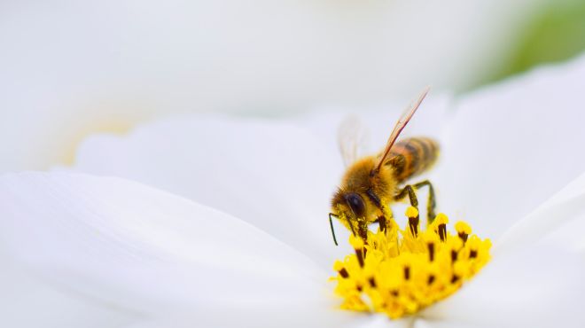 Dream About Bees: What Does it Mean?