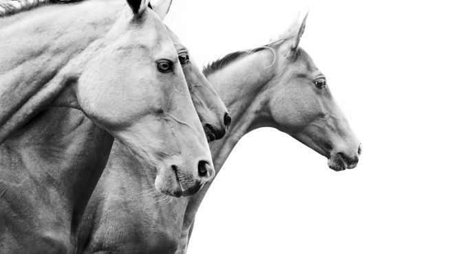 Dreams About Horses: Meaning and Interpretation