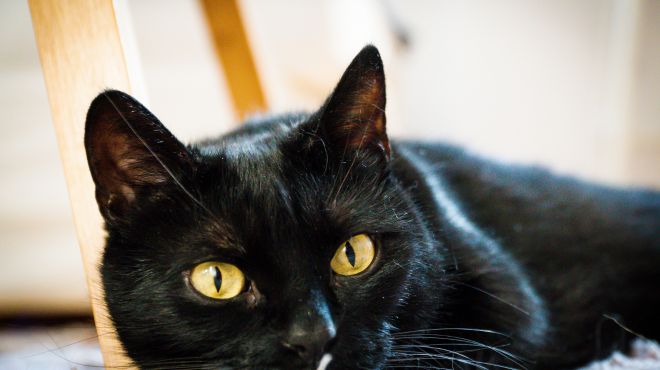 Dreaming of a Black Cat – Meaning and Interpretation