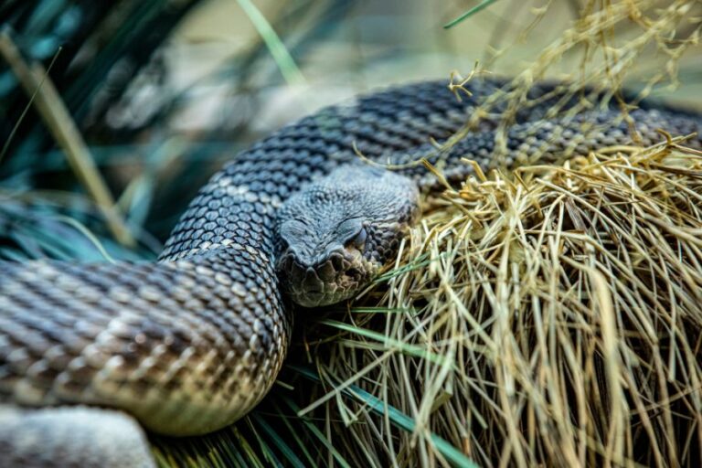 Rattlesnake Dreams: Meanings Revealed